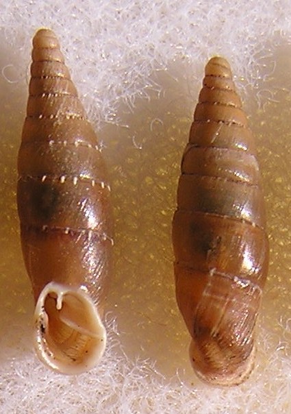 Siciliaria cf stigmatica